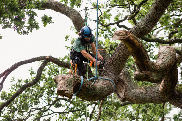 Best Tree Planting  in Tillson, NY