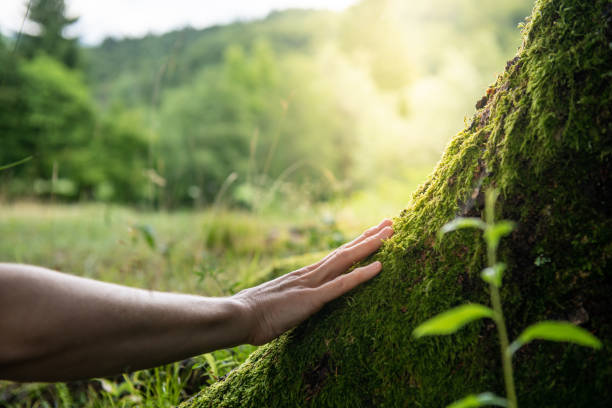 How Our Tree Care Process Works  in  Tillson, NY